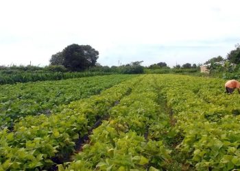 Seguro rural: novo modelo amplia proteção contra perdas climáticas; parlamentares defendem aprovação diante de alerta de novo El Niño
