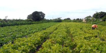 Seguro rural: novo modelo amplia proteção contra perdas climáticas; parlamentares defendem aprovação diante de alerta de novo El Niño Seguro rural: novo modelo amplia proteção contra perdas climáticas; parlamentares defendem aprovação diante de alerta de novo El Niño
