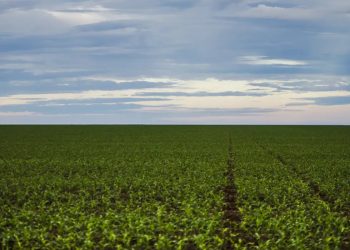 Seguro rural: parlamentares de MG e do PR cobram fortalecimento da política para dar previsibilidade ao agro