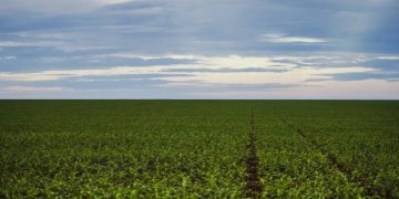 Seguro rural: parlamentares de MG e do PR cobram fortalecimento da política para dar previsibilidade ao agro