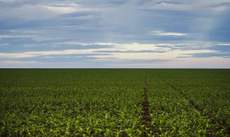 Seguro rural: parlamentares de MG e do PR cobram fortalecimento da política para dar previsibilidade ao agro Seguro rural: parlamentares de MG e do PR cobram fortalecimento da política para dar previsibilidade ao agro