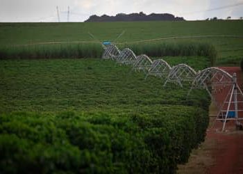 Setor produtivo e parlamentar paraenses esperam rapidez na aprovação da reforma do seguro rural
