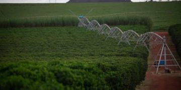 Setor produtivo e parlamentar paraenses esperam rapidez na aprovação da reforma do seguro rural