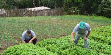Desenrola Rural no Banco da Amazônia: agricultores familiares podem renegociar dívidas com descontos de até 80% Desenrola Rural no Banco da Amazônia: agricultores familiares podem renegociar dívidas com descontos de até 80%
