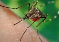 Ministério da Saúde alerta para risco de aumento de dengue e chikungunya com avanço do El Niño