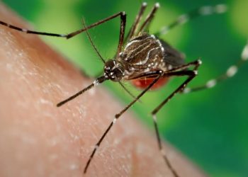 Ministério da Saúde alerta para risco de aumento de dengue e chikungunya com avanço do El Niño