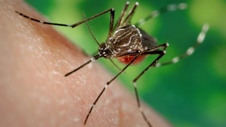 Ministério da Saúde alerta para risco de aumento de dengue e chikungunya com avanço do El Niño Ministério da Saúde alerta para risco de aumento de dengue e chikungunya com avanço do El Niño