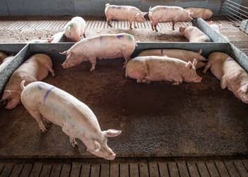 Projeto que repactua repasses da atividade pecuarista entre municípios avança na Câmara