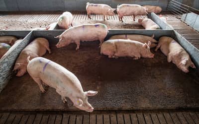 Projeto que repactua repasses da atividade pecuarista entre municípios avança na Câmara Projeto que repactua repasses da atividade pecuarista entre municípios avança na Câmara