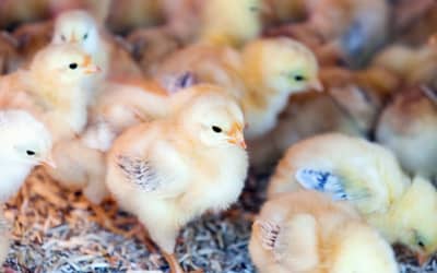 Indústria de ovos: incubatório na Região Sul do país mata em um dia 35 mil pintinhos machos, revela organização Indústria de ovos: incubatório na Região Sul do país mata em um dia 35 mil pintinhos machos, revela organização