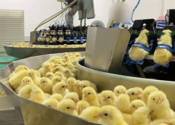Indústria de ovos: incubatório na Região Sul do país mata em um dia 35 mil pintinhos machos, revela organização