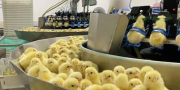 Indústria de ovos: incubatório na Região Sul do país mata em um dia 35 mil pintinhos machos, revela organização Indústria de ovos: incubatório na Região Sul do país mata em um dia 35 mil pintinhos machos, revela organização