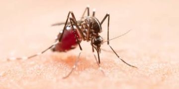 Dengue: casos prováveis caem 70% no Brasil em 2026 Dengue: casos prováveis caem 70% no Brasil em 2026