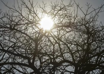 El Niño: agro da Região Centro-Oeste deve antecipar medidas para reduzir efeitos da seca