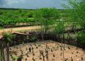 El Niño: agro do Nordeste deve priorizar conservação do solo, uso eficiente da água e formação de reservas