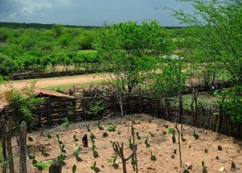 El Niño: agro do Nordeste deve priorizar conservação do solo, uso eficiente da água e formação de reservas
