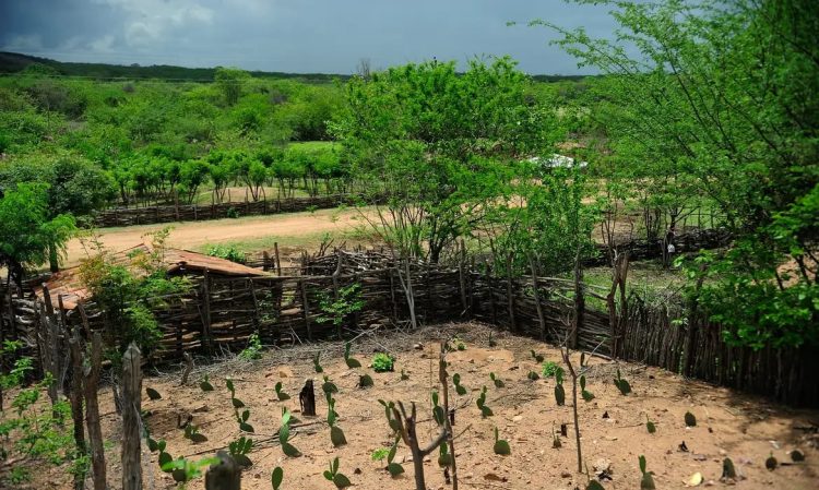El Niño: agro do Nordeste deve priorizar conservação do solo, uso eficiente da água e formação de reservas El Niño: agro do Nordeste deve priorizar conservação do solo, uso eficiente da água e formação de reservas
