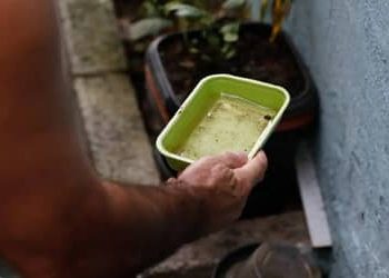Quase metade dos municípios está em alerta ou risco para presença do Aedes aegypti