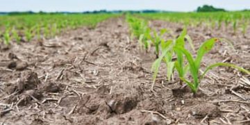 Seca ameaça safra da agricultura familiar em mais de 190 municípios do país Seca ameaça safra da agricultura familiar em mais de 190 municípios do país