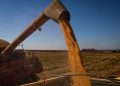 Seguro rural: nova lei proíbe bloqueio de recursos do subsídio federal