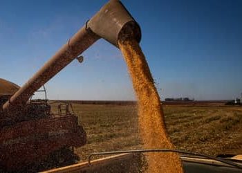 Seguro rural: nova lei proíbe bloqueio de recursos do subsídio federal